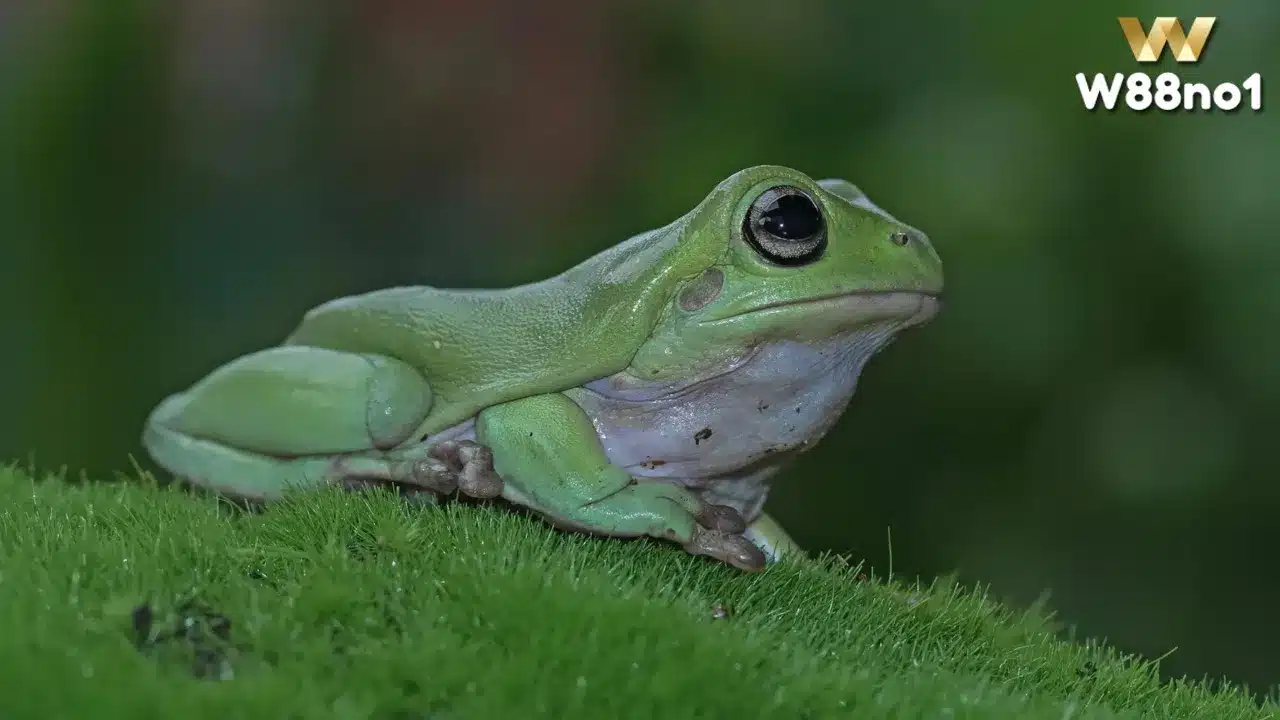 Mơ thấy ếch đánh con gì